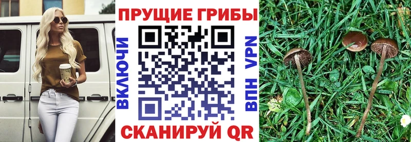 продажа наркотиков  Нязепетровск  omg вход  Галлюциногенные грибы Psilocybe 